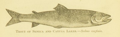 Fishing in American Waters, Genio C. Scott, 1869, 264, Trout of Seneca and Cayuga Lakes, Salmo Confinis